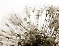 Picture of Dandilion bliss _GroupedProduct_Rectangle_Landscape_Photography _GroupedProduct_Rectangle_Landscape_Unframed_Print_Only_