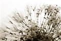 Picture of Dandilion bliss _GroupedProduct_Rectangle_Landscape_Photography _GroupedProduct_Rectangle_Landscape_Unframed_Print_Only_