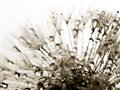 Picture of Dandilion bliss _GroupedProduct_Rectangle_Landscape_Photography _GroupedProduct_Rectangle_Landscape_Unframed_Print_Only_