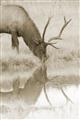 Picture of Elk in the Wild _GroupedProduct_Rectangle_Portrait_Photography _GroupedProduct_Rectangle_Portrait_Unframed_Print_Only_