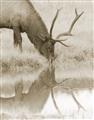 Picture of Elk in the Wild _GroupedProduct_Rectangle_Portrait_Photography _GroupedProduct_Rectangle_Portrait_Unframed_Print_Only_