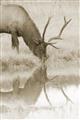 Picture of Elk in the Wild _GroupedProduct_Rectangle_Portrait_Photography _GroupedProduct_Rectangle_Portrait_Unframed_Print_Only_