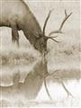 Picture of Elk in the Wild _GroupedProduct_Rectangle_Portrait_Photography _GroupedProduct_Rectangle_Portrait_Unframed_Print_Only_