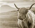 Picture of Furry highland cow _GroupedProduct_Rectangle_Landscape_Photography _GroupedProduct_Rectangle_Landscape_Unframed_Print_Only_