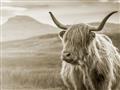 Picture of Furry highland cow _GroupedProduct_Rectangle_Landscape_Photography _GroupedProduct_Rectangle_Landscape_Unframed_Print_Only_