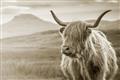Picture of Furry highland cow _GroupedProduct_Rectangle_Landscape_Photography _GroupedProduct_Rectangle_Landscape_Unframed_Print_Only_