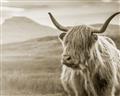 Picture of Furry highland cow _GroupedProduct_Rectangle_Landscape_Photography _GroupedProduct_Rectangle_Landscape_Unframed_Print_Only_