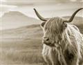 Picture of Furry highland cow _GroupedProduct_Rectangle_Landscape_Photography _GroupedProduct_Rectangle_Landscape_Unframed_Print_Only_