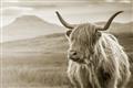 Picture of Furry highland cow _GroupedProduct_Rectangle_Landscape_Photography _GroupedProduct_Rectangle_Landscape_Unframed_Print_Only_