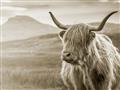 Picture of Furry highland cow _GroupedProduct_Rectangle_Landscape_Photography _GroupedProduct_Rectangle_Landscape_Unframed_Print_Only_