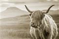Picture of Furry highland cow _GroupedProduct_Rectangle_Landscape_Photography _GroupedProduct_Rectangle_Landscape_Unframed_Print_Only_