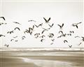 Picture of Seagulls flying on a rainy day _GroupedProduct_Rectangle_Landscape_Photography _GroupedProduct_Rectangle_Landscape_Unframed_Print_Only_