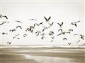 Picture of Seagulls flying on a rainy day _GroupedProduct_Rectangle_Landscape_Photography _GroupedProduct_Rectangle_Landscape_Unframed_Print_Only_