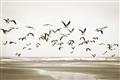 Picture of Seagulls flying on a rainy day _GroupedProduct_Rectangle_Landscape_Photography _GroupedProduct_Rectangle_Landscape_Unframed_Print_Only_