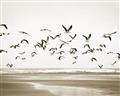 Picture of Seagulls flying on a rainy day _GroupedProduct_Rectangle_Landscape_Photography _GroupedProduct_Rectangle_Landscape_Unframed_Print_Only_