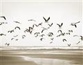 Picture of Seagulls flying on a rainy day _GroupedProduct_Rectangle_Landscape_Photography _GroupedProduct_Rectangle_Landscape_Unframed_Print_Only_