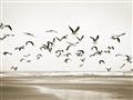Picture of Seagulls flying on a rainy day _GroupedProduct_Rectangle_Landscape_Photography _GroupedProduct_Rectangle_Landscape_Unframed_Print_Only_