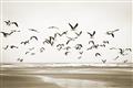 Picture of Seagulls flying on a rainy day _GroupedProduct_Rectangle_Landscape_Photography _GroupedProduct_Rectangle_Landscape_Unframed_Print_Only_
