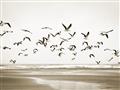 Picture of Seagulls flying on a rainy day _GroupedProduct_Rectangle_Landscape_Photography _GroupedProduct_Rectangle_Landscape_Unframed_Print_Only_