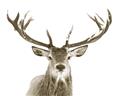 Picture of Deer Antler _GroupedProduct_Rectangle_Landscape_Photography _GroupedProduct_Rectangle_Landscape_Unframed_Print_Only_