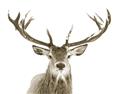 Picture of Deer Antler _GroupedProduct_Rectangle_Landscape_Photography _GroupedProduct_Rectangle_Landscape_Unframed_Print_Only_