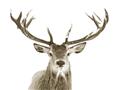 Picture of Deer Antler _GroupedProduct_Rectangle_Landscape_Photography _GroupedProduct_Rectangle_Landscape_Unframed_Print_Only_