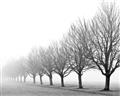 Picture of Lined Up Trees _GroupedProduct_Rectangle_Landscape_Photography _GroupedProduct_Rectangle_Landscape_Unframed_Print_Only_