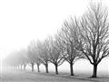 Picture of Lined Up Trees _GroupedProduct_Rectangle_Landscape_Photography _GroupedProduct_Rectangle_Landscape_Unframed_Print_Only_