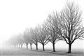 Picture of Lined Up Trees _GroupedProduct_Rectangle_Landscape_Photography _GroupedProduct_Rectangle_Landscape_Unframed_Print_Only_