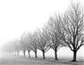 Picture of Lined Up Trees _GroupedProduct_Rectangle_Landscape_Photography _GroupedProduct_Rectangle_Landscape_Unframed_Print_Only_
