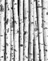 Picture of Birch Logs _GroupedProduct_Rectangle_Portrait_Photography _GroupedProduct_Rectangle_Portrait_Unframed_Print_Only_