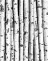 Picture of Birch Logs _GroupedProduct_Rectangle_Portrait_Photography _GroupedProduct_Rectangle_Portrait_Unframed_Print_Only_
