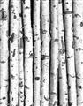 Picture of Birch Logs _GroupedProduct_Rectangle_Portrait_Photography _GroupedProduct_Rectangle_Portrait_Unframed_Print_Only_