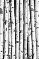 Picture of Birch Logs _GroupedProduct_Rectangle_Portrait_Photography _GroupedProduct_Rectangle_Portrait_Unframed_Print_Only_