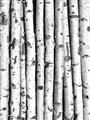 Picture of Birch Logs _GroupedProduct_Rectangle_Portrait_Photography _GroupedProduct_Rectangle_Portrait_Unframed_Print_Only_
