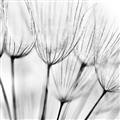 Picture of B&W Flowers end _GroupedProduct_Square_Photography _GroupedProduct_Square_Unframed_Print_Only_