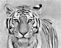 Picture of Big Tiger _GroupedProduct_Rectangle_Landscape_Photography _GroupedProduct_Rectangle_Landscape_Unframed_Print_Only_
