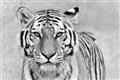 Picture of Big Tiger _GroupedProduct_Rectangle_Landscape_Photography _GroupedProduct_Rectangle_Landscape_Unframed_Print_Only_