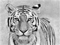 Picture of Big Tiger _GroupedProduct_Rectangle_Landscape_Photography _GroupedProduct_Rectangle_Landscape_Unframed_Print_Only_
