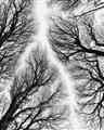 Picture of Web of Trees _GroupedProduct_Rectangle_Portrait_Photography _GroupedProduct_Rectangle_Portrait_Unframed_Print_Only_