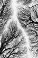 Picture of Web of Trees _GroupedProduct_Rectangle_Portrait_Photography _GroupedProduct_Rectangle_Portrait_Unframed_Print_Only_