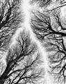 Picture of Web of Trees _GroupedProduct_Rectangle_Portrait_Photography _GroupedProduct_Rectangle_Portrait_Unframed_Print_Only_