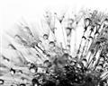 Picture of Dandilion bliss _GroupedProduct_Rectangle_Landscape_Photography _GroupedProduct_Rectangle_Landscape_Unframed_Print_Only_