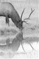 Picture of Elk in the Wild _GroupedProduct_Rectangle_Portrait_Photography _GroupedProduct_Rectangle_Portrait_Unframed_Print_Only_