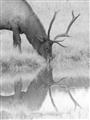 Picture of Elk in the Wild _GroupedProduct_Rectangle_Portrait_Photography _GroupedProduct_Rectangle_Portrait_Unframed_Print_Only_