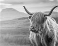 Picture of Furry highland cow _GroupedProduct_Rectangle_Landscape_Photography _GroupedProduct_Rectangle_Landscape_Unframed_Print_Only_