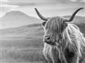 Picture of Furry highland cow _GroupedProduct_Rectangle_Landscape_Photography _GroupedProduct_Rectangle_Landscape_Unframed_Print_Only_