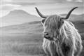 Picture of Furry highland cow _GroupedProduct_Rectangle_Landscape_Photography _GroupedProduct_Rectangle_Landscape_Unframed_Print_Only_