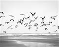 Picture of Seagulls flying on a rainy day _GroupedProduct_Rectangle_Landscape_Photography _GroupedProduct_Rectangle_Landscape_Unframed_Print_Only_