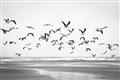 Picture of Seagulls flying on a rainy day _GroupedProduct_Rectangle_Landscape_Photography _GroupedProduct_Rectangle_Landscape_Unframed_Print_Only_